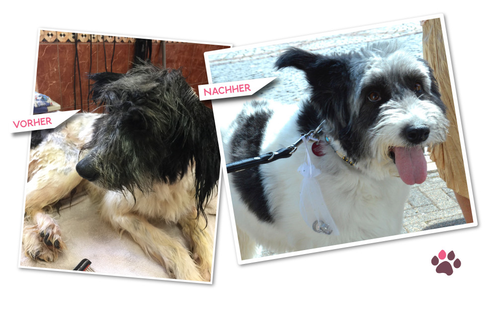 Diashow mit gestylten Hunden. Vorher/Nachher Vergleich
